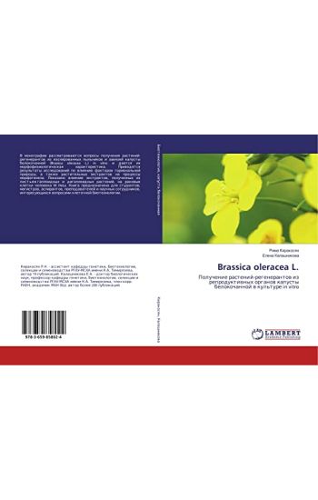 Brassica oleracea L.