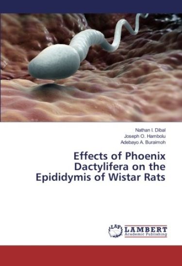Effects of Phoenix Dactylifera on the Epididymis of Wistar Rats