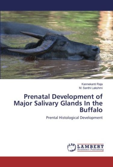 Prenatal Development of Major Salivary Glands In the Buffalo