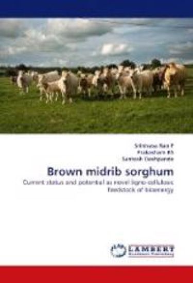 Brown Midrib Sorghum