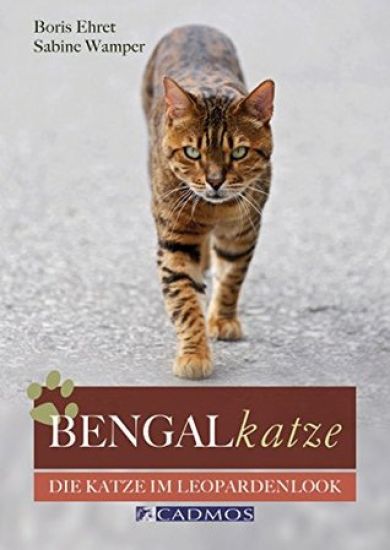 Bengalkatze