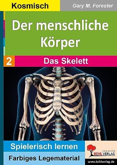 Der menschliche Körper / Das Skelett