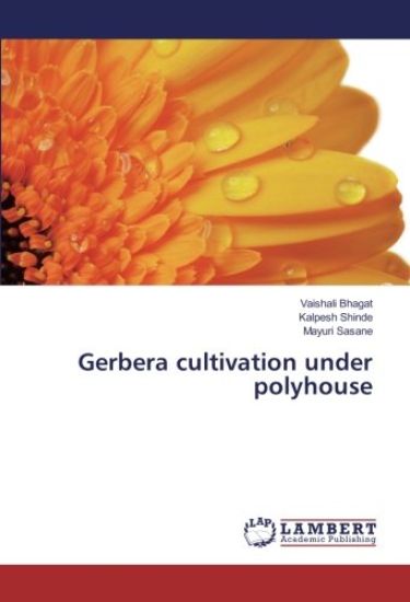 Gerbera cultivation under polyhouse