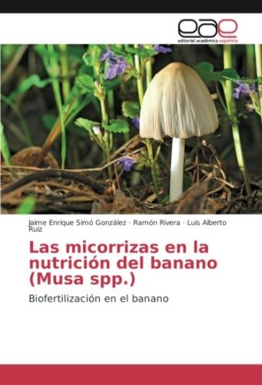 Las micorrizas en la nutrición del banano (Musa spp.)