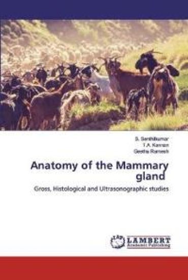 Anatomy of the Mammary gland