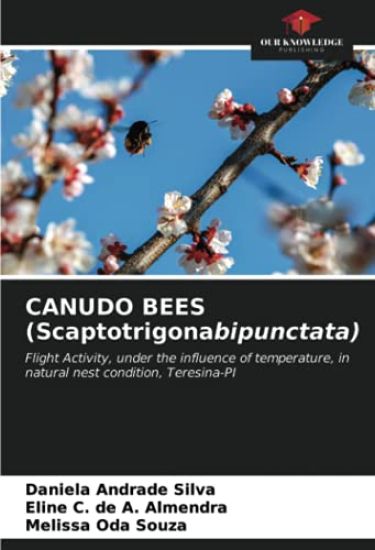 CANUDO BEES (Scaptotrigonabipunctata)