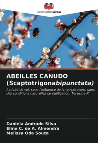 ABEILLES CANUDO (Scaptotrigonabipunctata)