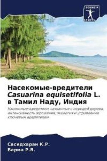 ?????????-????????? Casuarina equisetifolia L. ? ????? ????, ???и