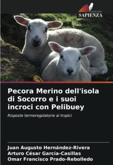 Pecora Merino dell'isola di Socorro e i suoi incroci con Pelibuey