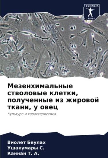 Mezenhimal'nye stwolowye kletki, poluchennye iz zhirowoj tkani, u owec