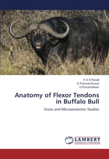 Anatomy of Flexor Tendons in Buffalo Bull