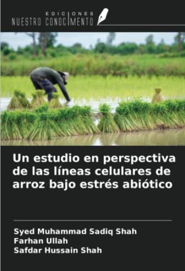 Un estudio en perspectiva de las líneas celulares de arroz bajo estrés abiótico