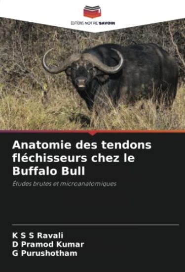 Anatomie des tendons fléchisseurs chez le Buffalo Bull