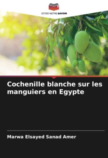 Cochenille blanche sur les manguiers en Egypte