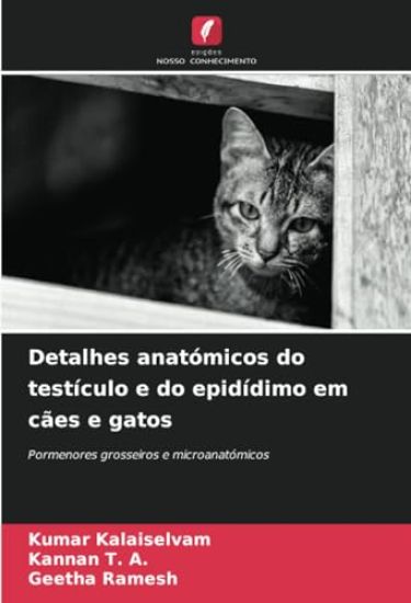Detalhes anatómicos do testículo e do epidídimo em cães e gatos