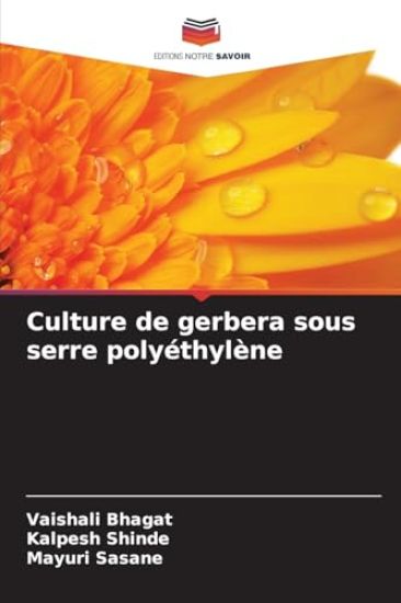 Culture de gerbera sous serre polyéthylène