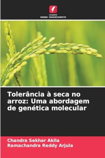 Tolerância à seca no arroz