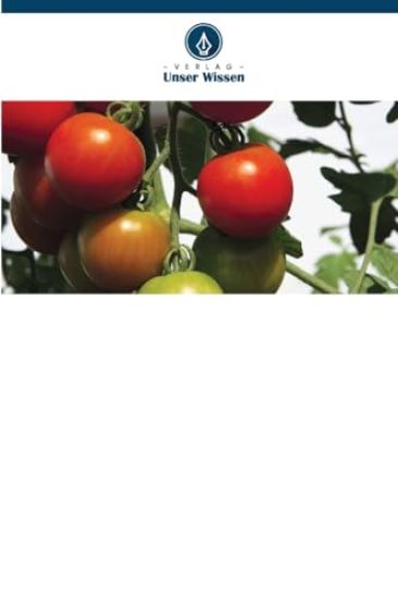 Tomatenveredelung für verbesserte Erträge und Qualität in Tansania