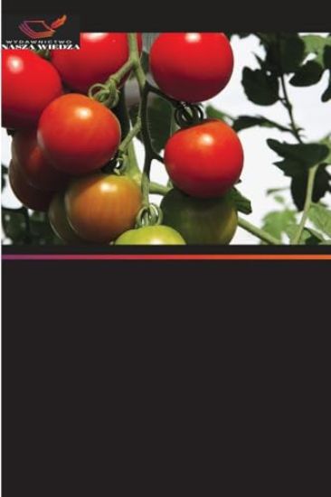 Szczepienie pomidorów w celu poprawy plonów i jakosci w Tanzanii