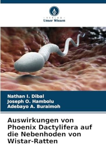 Auswirkungen von Phoenix Dactylifera auf die Nebenhoden von Wistar-Ratten