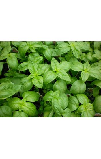 Home Remedies Basil
