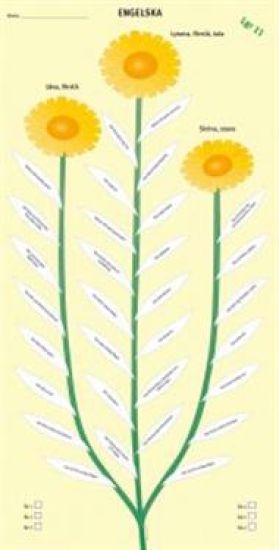 Kunskapsblommor engelska, 30-pack inkl. handlednin