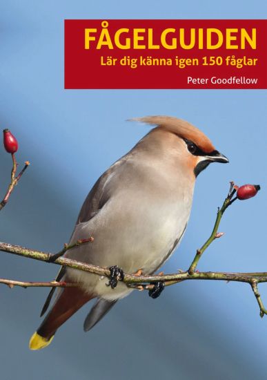 Fågelguiden : lär dig känna igen 150 fåglar