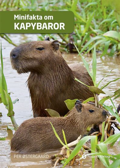 Minifakta om kapybaror