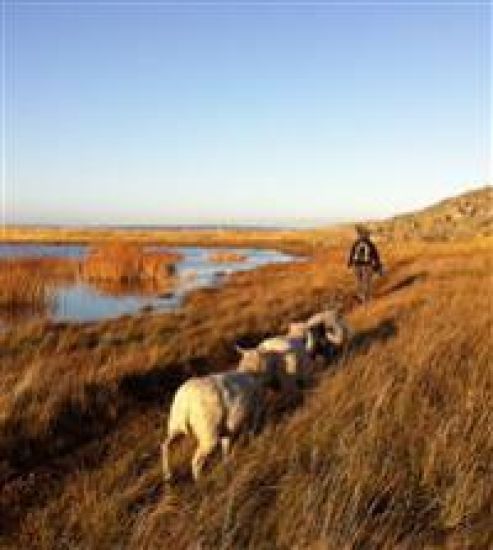 Galterö – en ö i Göteborgs södra skärgård
