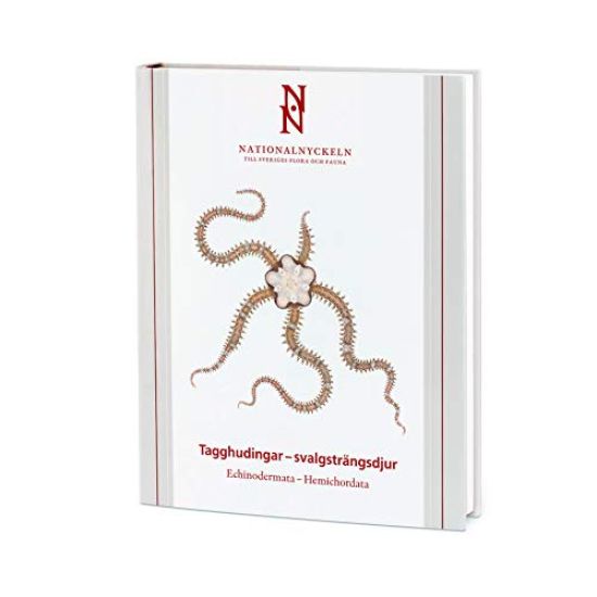 Tagghudingar - svalgsträngsdjur. Echinodermata - hemichordata