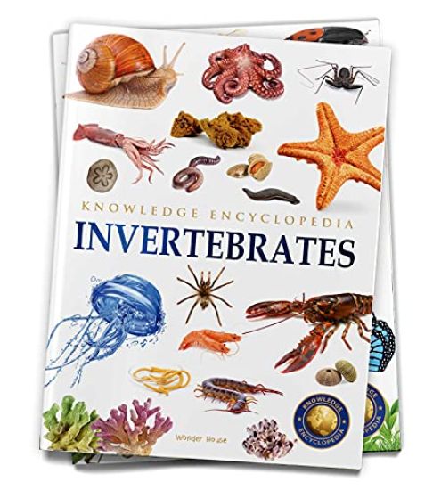Kansikuva: Animals: Invertebrates
