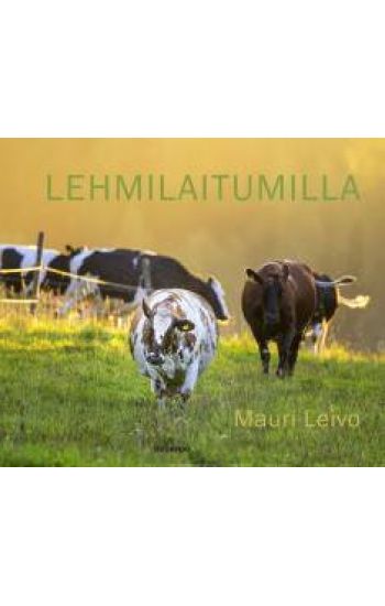 Lehmilaitumilla