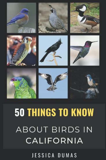 50 Things to Know About Birds in California